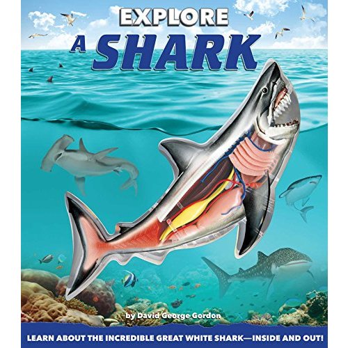 Explore a Shark