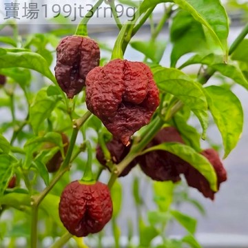 現貨🌶️【啓示錄巧克力 辣椒種子】🌶️（100粒）（超辣）   四季種植 盆景觀賞 食用辣椒種子 四季庭院盆栽可種