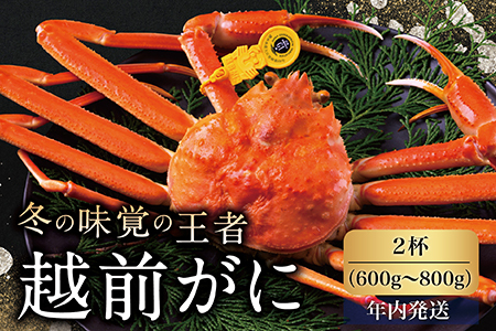 越前がに（オス）「ずわいがに」中サイズ（600g～800g） 2杯