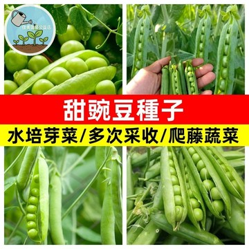 甜豌豆種子 香豌豆 麝香豌豆花 香花藤蔓 攀藤植物 切花品種 庭院花牆 陽台綠籬 芳療香草 易種花卉 室內瓶插 爬藤種子