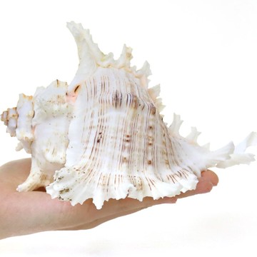 魚缸造景套裝隔斷石頭子鋪底的綠植海底世界創意魚缸配件大全