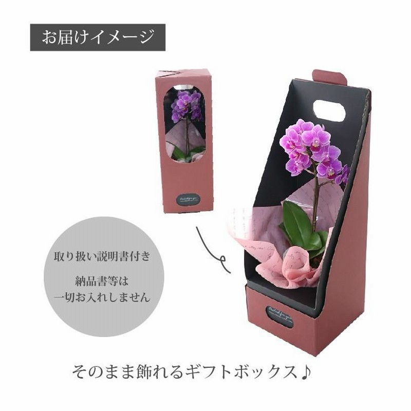 花 プレゼント 女性 鉢植え ギフト 選べる マイクロ 胡蝶蘭 鉢植えの花 鉢花 コチョウラン 洋ラン 生花 誕生日 還暦 古希 喜寿祝い 母 祖母 宅配 通販 Lineポイント最大0 5 Get Lineショッピング