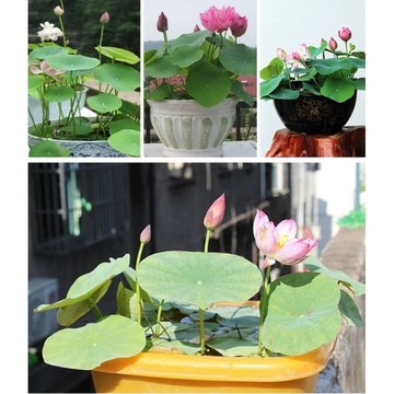 已開口【精選大粒💥開口碗蓮種子】睡蓮荷花蓮花種子 發芽率高 遇水即活 水培碗蓮 遇水開花 寓意好運蓮蓮花卉
