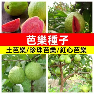 芭樂種子 紅心芭樂西瓜芭樂土芭樂珍珠芭樂番石榴種子芭樂樹種子多年生特色水果種子 居家園藝 種植DIY