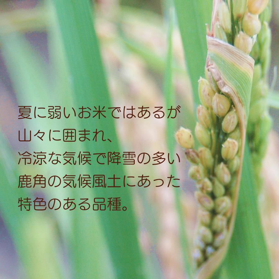 玄米 令和４年産 淡雪こまち ５kg 秋田県産 送料無料 国産 ギフト お米 お取り寄せ お試し 御中元 お中元 御歳暮 敬老の日 御礼 誕生祝い 御祝 返礼品