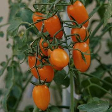 🍅（橙色棉花糖番茄種子）現貨速發 小西紅柿種子 超甜 皮薄 多汁 多年生聖女果種籽 四季播種農田盆栽 高產水果蔬菜種子