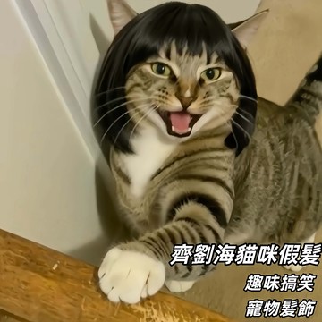 齊劉海貓咪假髮 寵物小型貓狗通用 拍照整蠱髮飾 趣味搞笑 寵物頭髮配飾 搞笑裝飾 寵物髮飾 毛髮裝飾 寵物帽子
