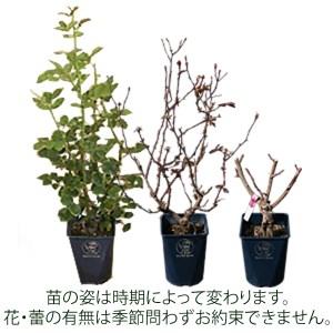 ふるさと納税 バラ苗鉢植え「ロアルド ダール」 山梨県北杜市