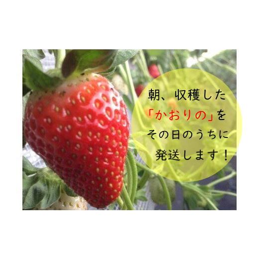 ふるさと納税 佐賀県 太良町 R-28 太良町産「かおりの」定期便４回コース　生産者直送！朝採り苺！