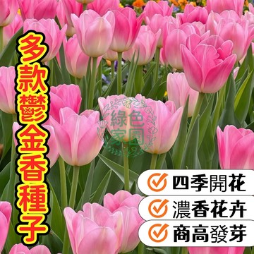 台灣-24H發貨【多款鬱金香種子】四季種植 鬱金香 四季開花不斷 室內外盆栽 濃香花卉 超高發芽率