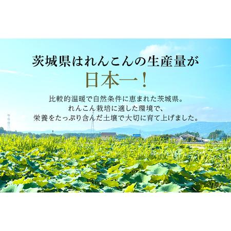 ふるさと納税 れんこん（中・小サイズ） 4kg 51-B (8月上旬以降順次発送予定) 茨城県小美玉市