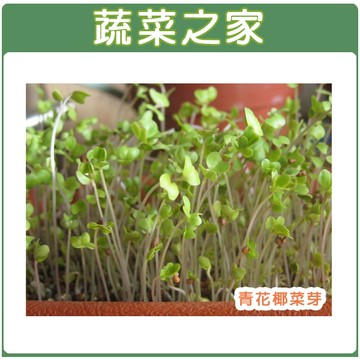 【蔬菜之家】J03.青花椰菜芽種子(青花椰菜芽、青花椰苗、芽菜種子)(共有2種包裝可選)