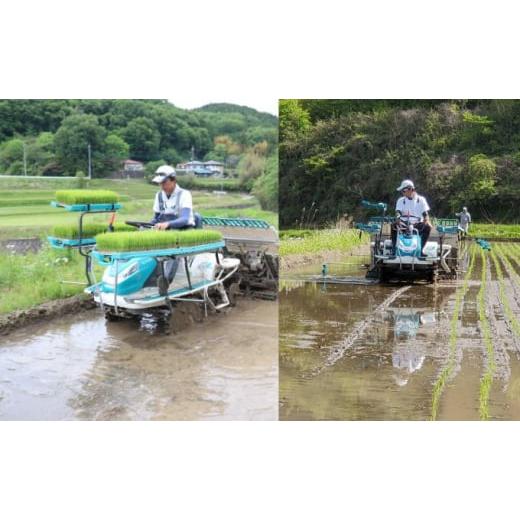 ふるさと納税 茨城県 大子町 奥久慈 大子産米 令和５年産米 コシヒカリ （白米）10kg 茨城県 大子町 米 こしひかり[No.5799-0703]