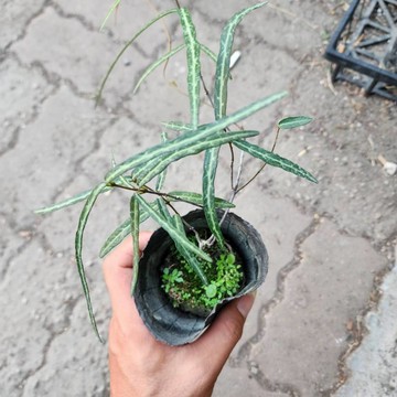 P老闆園藝~竹蜻蜓 3吋盆