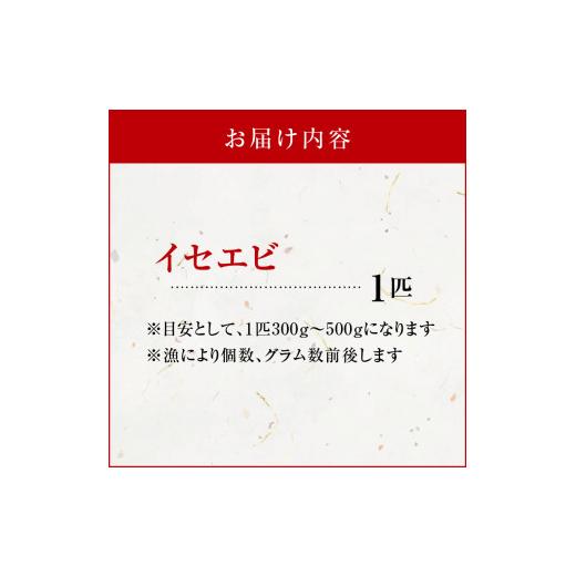 ふるさと納税 鹿児島県 知名町 沖永良部島の天然イセエビ　1匹