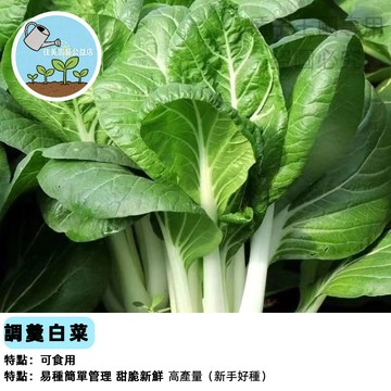 🥬【台灣當季種子】客家調羹白菜種子 湯匙菜種子 勺仔菜 快菜 小松菜口感 家庭菜園必備 生長快速 耐熱耐濕