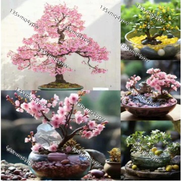 台灣現貨 矮化日本櫻花種子（50粒）四季種植 盆栽庭院 觀賞花卉種子 室內陽台盆栽觀賞花卉種種子 多年生