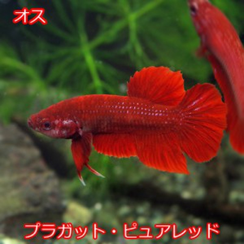 熱帯魚 生体 ベタ プラガット ピュアレッド オス １匹 水槽 熱帯魚 観賞魚 飼育 生体 通販 販売 アクアリウム あくあ 通販 Lineポイント最大1 0 Get Lineショッピング