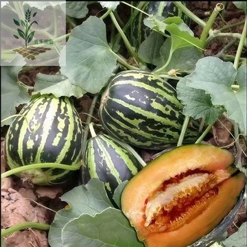 青禾園藝（冰糖心甜瓜種子）TG-4香瓜種子、美濃瓜Melon冰糖綠皮橙肉~春秋季盆栽種植高產好養水果種子
