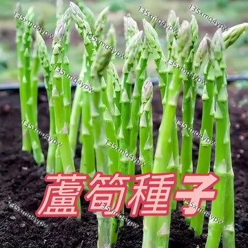 熱銷-24H-發貨蘆筍種子（100粒） 綠蘆筍 紫蘆筍 白蘆筍 蔬菜種子 有機蔬菜種子四季種植 循環收割 陽台庭院種子