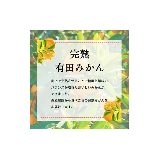 ふるさと納税 和歌山県 広川町 樹上完熟有田みかん　約10kg※2023年11月中旬〜2024年1月中旬頃に順次発送予定※着日指定不可