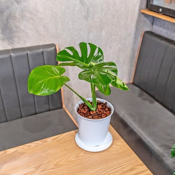 龜背芋 5寸日式塑陶盆 觀葉植物盆栽