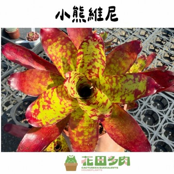 《花田多肉》🌵【小熊維尼】 4吋盆 積水鳳梨/觀賞鳳梨/觀賞植物/戶外植物/雨林/園藝/花卉/盆栽/多肉/多肉
