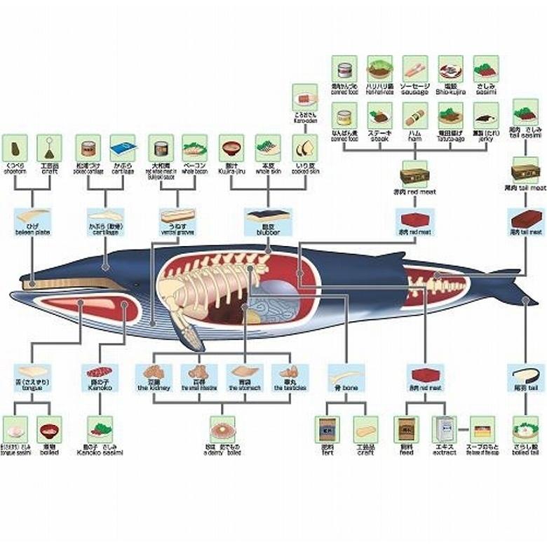 鯨 くじら クジラ 赤身 お刺身 鯨 500g お造り ナガス ミンク ニタリ 敬老の日 父の日 ギフト