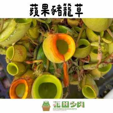 《花田多肉》🌵【蘋果豬籠草】 5吋盆 食蟲植物/豬籠草/珍奇植物/園藝/盆栽/戶外植物/捕蠅草/毛氈苔/捕蟲堇