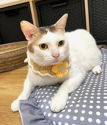 【Pet Collar】寵物頸圈 圍兜 領巾 *可愛 拍照小物*