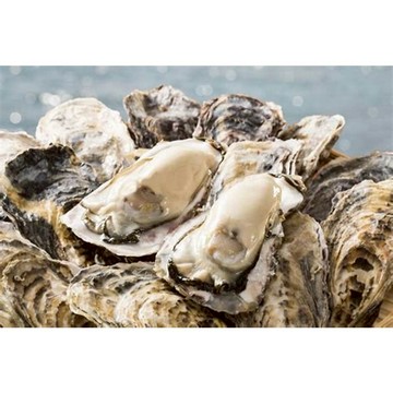 生蠔 日本生蠔 中秋烤肉  牡蠣 4-5顆300至400克 全家799免運   [誠實討海人]