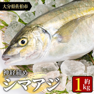 鮮魚 シマアジ (1本・約1kg)