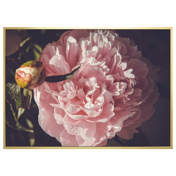 BOLUO GALLERY 菠蘿選畫所 嬌艷牡丹 BFFB3446G  40 x 30cm  金色