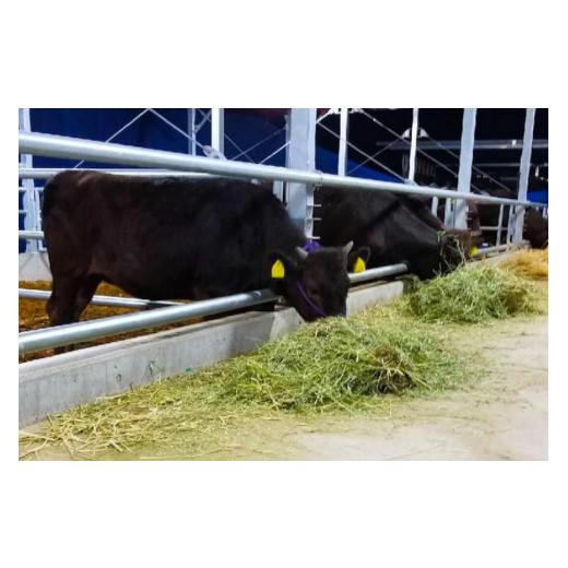 ふるさと納税 長崎県 雲仙市 黒毛和牛 贅沢牛すじカレー 中辛 5食セット   山中牧場   長崎県 雲仙市 [item0936] レトルト カレー レトルト食品 国産牛 常備食…