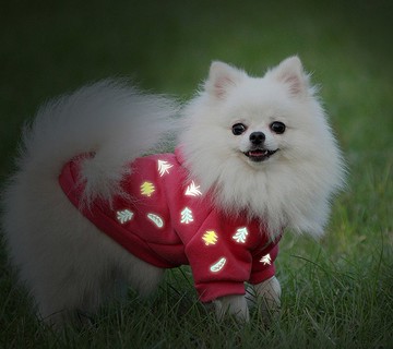 快速出貨 保暖寵物冬裝反光衣 姓名訂製 北歐森林款 毛孩冬季禮物