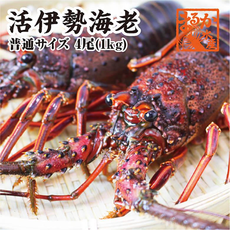 活きたまま発送　ほんのちょっとワケあり、活伊勢海老　４尾　１ｋｇ　[活伊勢海老]