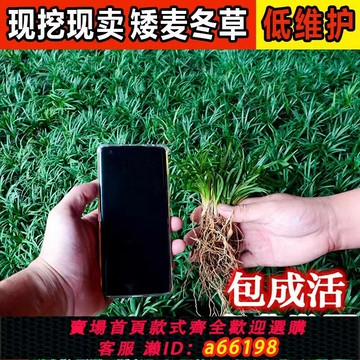 【台灣公司 可開發票】日本矮麥冬草玉龍草庭院綠化耐寒草坪草皮真草細長葉金邊麥冬草苗