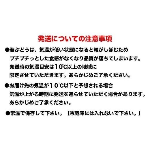 ふるさと納税 沖縄県 南城市 先行予約！2024年4月頃発送　海ぶどう300ｇ