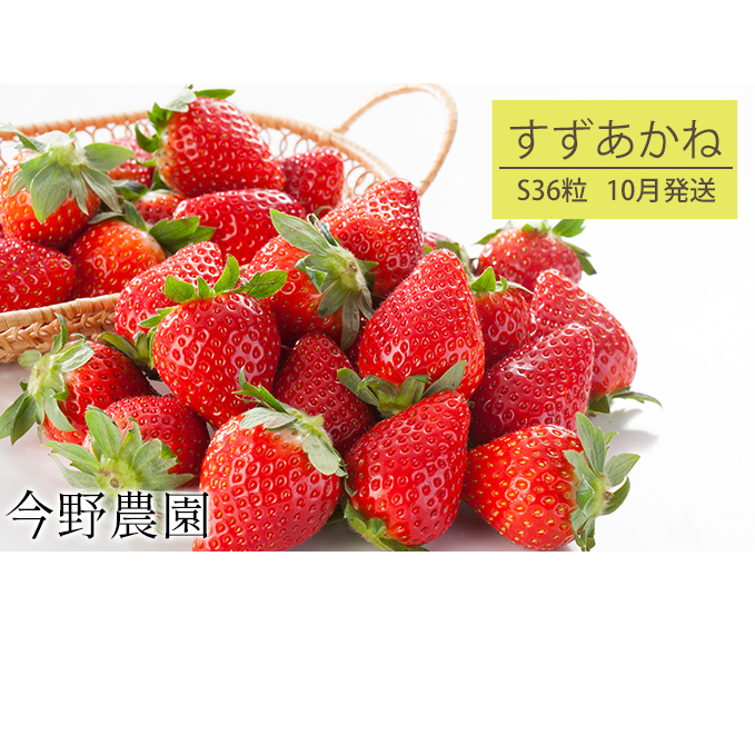 先行予約 2024年10月発送 北海道 仁木町産 いちご 「 すずあかね 」 (S36粒) 今野農園