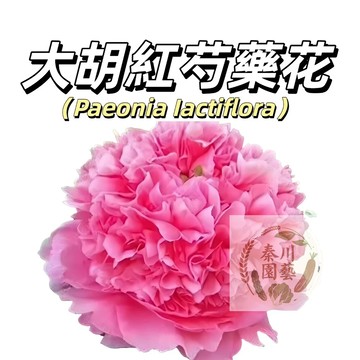 台灣現貨（大胡紅芍藥花種子 SY-6）濃香型~大紅重辦多年生觀賞花卉耐熱大花型庭院陽台盆栽非牡丹四季可種植可藥用