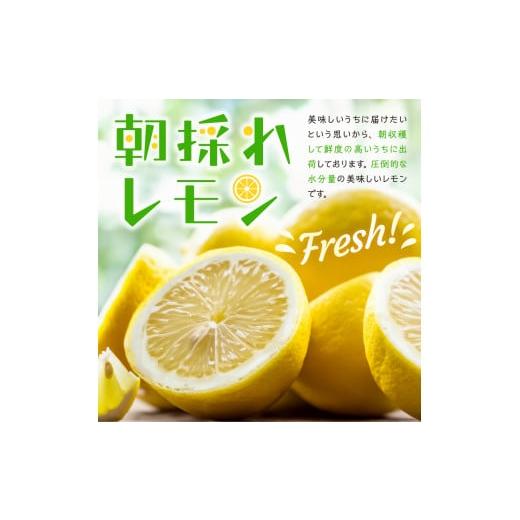 ふるさと納税 広島県 呉市 大崎下島産 栽培期間中農薬不使用 瀬戸内レモン 10kg