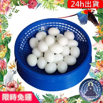 【寵物覺醒24h出貨】鸚鵡實心假蛋防生蛋文鳥鵪鶉鴿子鳥類文鳥綠繡眼和尚玄鳳