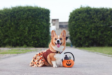 IPET Helloween南瓜裙