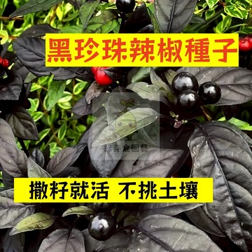 🌱早熟高產 🌶️黑珍珠辣椒種子LJ-2 撒籽就活 不挑土壤 分枝強壯 生長勢快 抗病性強 易種植田栽庭院盆栽蔬菜種子