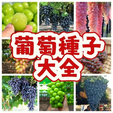 【葡萄種子】台灣葡萄 盆栽庭院 爬藤果樹 可食用 耐熱抗病 自種觀葉 綠化陽台 家庭園藝 觀賞植物 自種樂趣 台灣適種