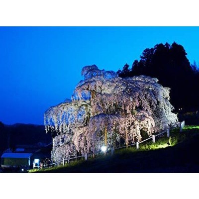 梅薫堂 煙少香 宇宙桜 三種の香り / 日本製 淡路島 株式会社梅薫堂