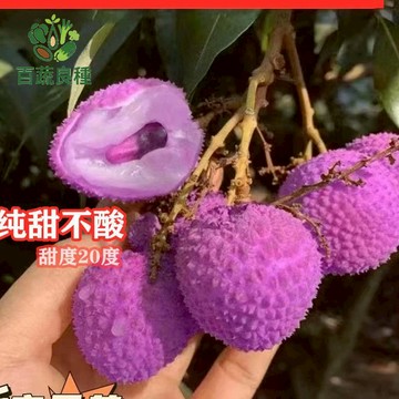 紫美人荔枝籽 新鮮荔枝種子 玉荷包種子 荔枝苗 果樹盆栽 觀葉植物 室內綠植 綠化造景 DIY盆栽 果核栽培 植物種子