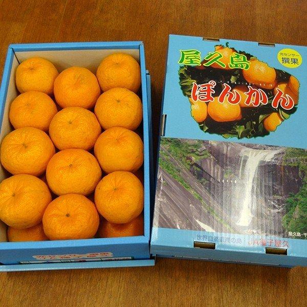 屋久島直送 屋久島ぽんかん贈答品5kg箱２Ｌサイズ 贈答 ぽんかん ポンカン お歳暮 みかん 柑橘類 屋久島