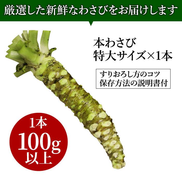 わさび栽培発祥の地「有東木」の本わさび　特大サイズ1本（1本100g以上） ワサビ 山葵 静岡 有東木 送料無料