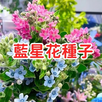 台灣現貨 【 藍星花種子】天藍尖瓣木  星形花 雨傘花 人字草 四季開花  陽台盆栽 庭院美化  適合新手 易種好養